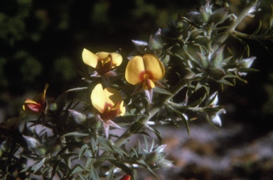 APII jpeg image of Pultenaea reticulata  © contact APII