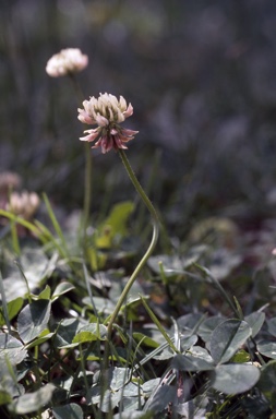 APII jpeg image of Trifolium repens  © contact APII