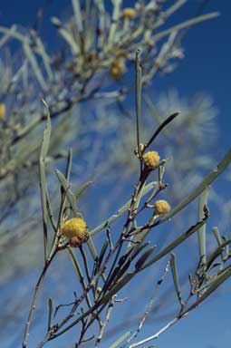 APII jpeg image of Acacia adsurgens  © contact APII