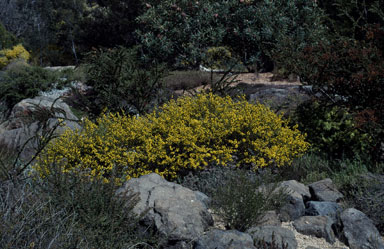 APII jpeg image of Acacia brunioides subsp. granitica  © contact APII