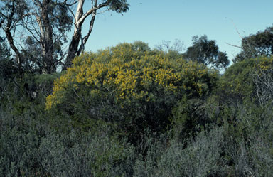 APII jpeg image of Acacia euthycarpa subsp. euthycarpa  © contact APII