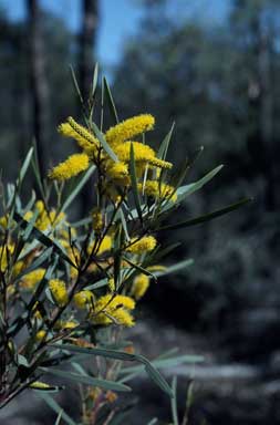 APII jpeg image of Acacia caroleae  © contact APII