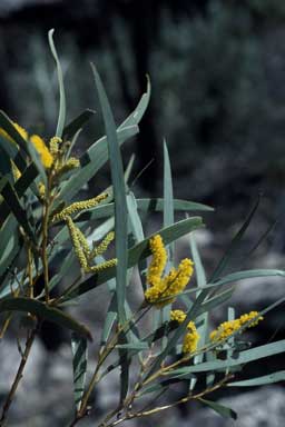 APII jpeg image of Acacia caroleae  © contact APII