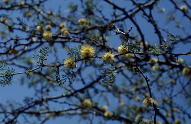 APII jpeg image of Vachellia caven var. caven  © contact APII