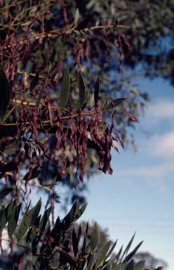 APII jpeg image of Acacia complanata  © contact APII