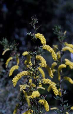 APII jpeg image of Acacia drummondii subsp. elegans  © contact APII