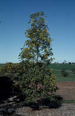 APII jpeg image of Acacia falciformis  © contact APII