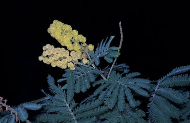 APII jpeg image of Acacia fulva  © contact APII