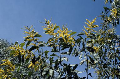 APII jpeg image of Acacia grandifolia  © contact APII