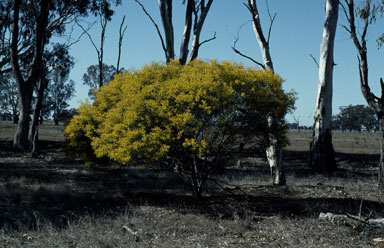 APII jpeg image of Acacia hakeoides  © contact APII