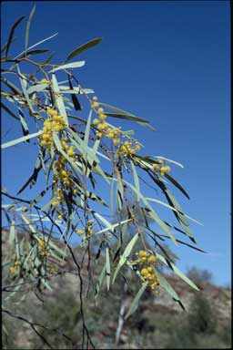 APII jpeg image of Acacia jennerae  © contact APII