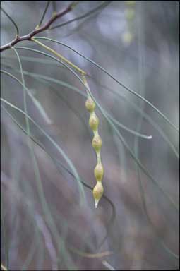 APII jpeg image of Acacia jibberdingensis  © contact APII