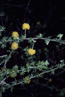 APII jpeg image of Acacia lasiocarpa var. sedifolia  © contact APII