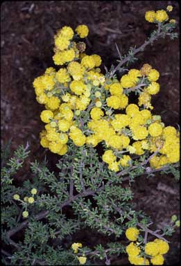 APII jpeg image of Acacia lasiocarpa var. sedifolia  © contact APII