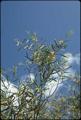 APII jpeg image of Acacia ligulata  © contact APII