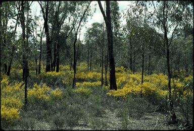 APII jpeg image of Acacia lineata  © contact APII