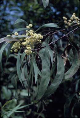 APII jpeg image of Acacia mabellae  © contact APII