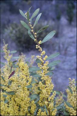 APII jpeg image of Acacia myrtifolia  © contact APII