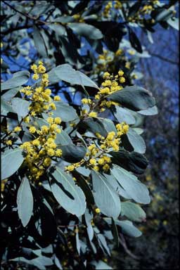 APII jpeg image of Acacia obliquinervia  © contact APII