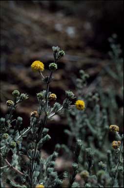 APII jpeg image of Acacia orthotricha  © contact APII