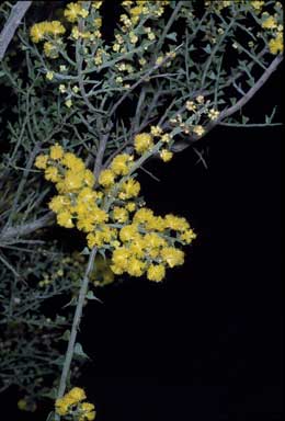 APII jpeg image of Acacia pravifolia  © contact APII