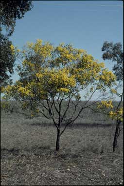 APII jpeg image of Acacia pycnantha  © contact APII