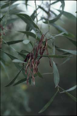 APII jpeg image of Acacia retinodes  © contact APII