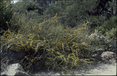 APII jpeg image of Acacia rhigiophylla  © contact APII