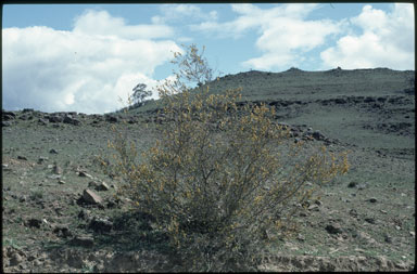 APII jpeg image of Acacia siculiformis  © contact APII