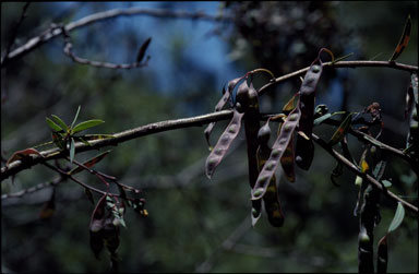 APII jpeg image of Acacia siculiformis  © contact APII