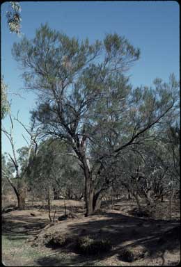 APII jpeg image of Acacia stenophylla  © contact APII