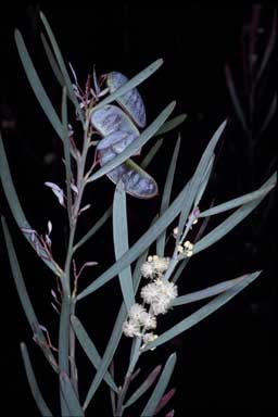 APII jpeg image of Acacia suaveolens  © contact APII