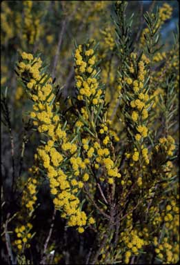 APII jpeg image of Acacia sulcata  © contact APII