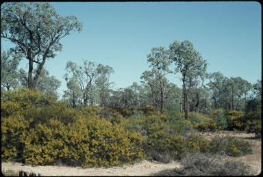 APII jpeg image of Acacia triptera  © contact APII