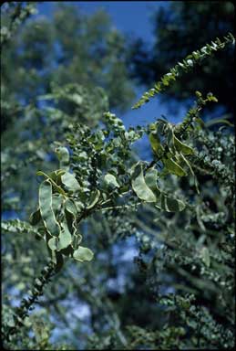 APII jpeg image of Acacia uncinata  © contact APII