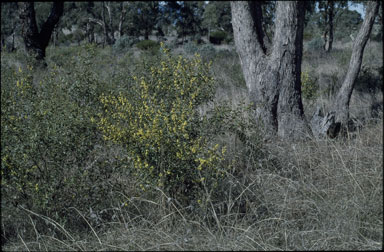 APII jpeg image of Acacia verniciflua  © contact APII