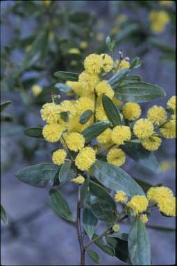 APII jpeg image of Acacia verniciflua  © contact APII