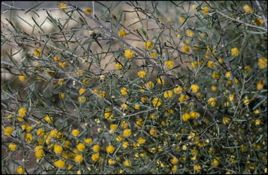 APII jpeg image of Acacia wilhelmiana  © contact APII