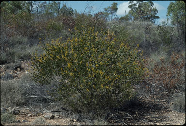 APII jpeg image of Acacia julifera subsp. curvinervia  © contact APII