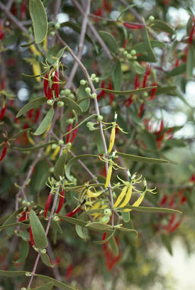 APII jpeg image of Lysiana exocarpi subsp. exocarpi  © contact APII