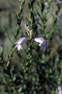 APII jpeg image of Eremophila christophori  © contact APII