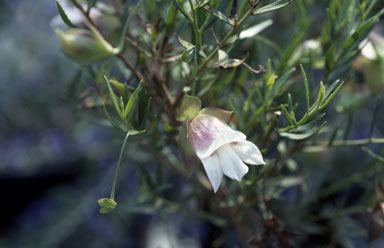 APII jpeg image of Eremophila clarkei  © contact APII