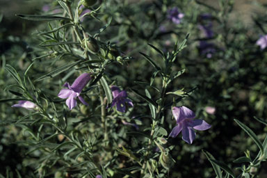 APII jpeg image of Eremophila gilesii  © contact APII