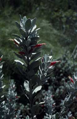 APII jpeg image of Eremophila glabra  © contact APII