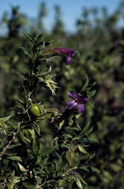 APII jpeg image of Eremophila latrobei subsp. glabra  © contact APII