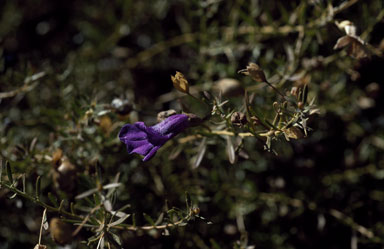 APII jpeg image of Eremophila macdonnellii  © contact APII