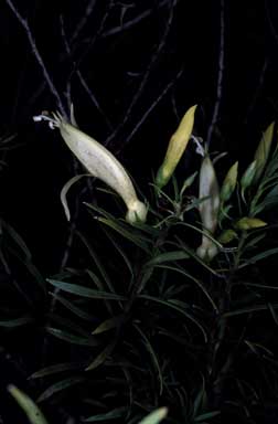 APII jpeg image of Eremophila maculata 'Aurea'  © contact APII