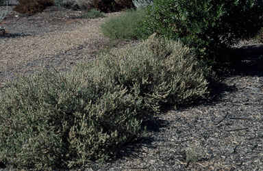 APII jpeg image of Eremophila malacoides  © contact APII