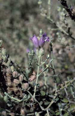 APII jpeg image of Eremophila malacoides  © contact APII