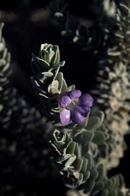 APII jpeg image of Eremophila rhegos  © contact APII